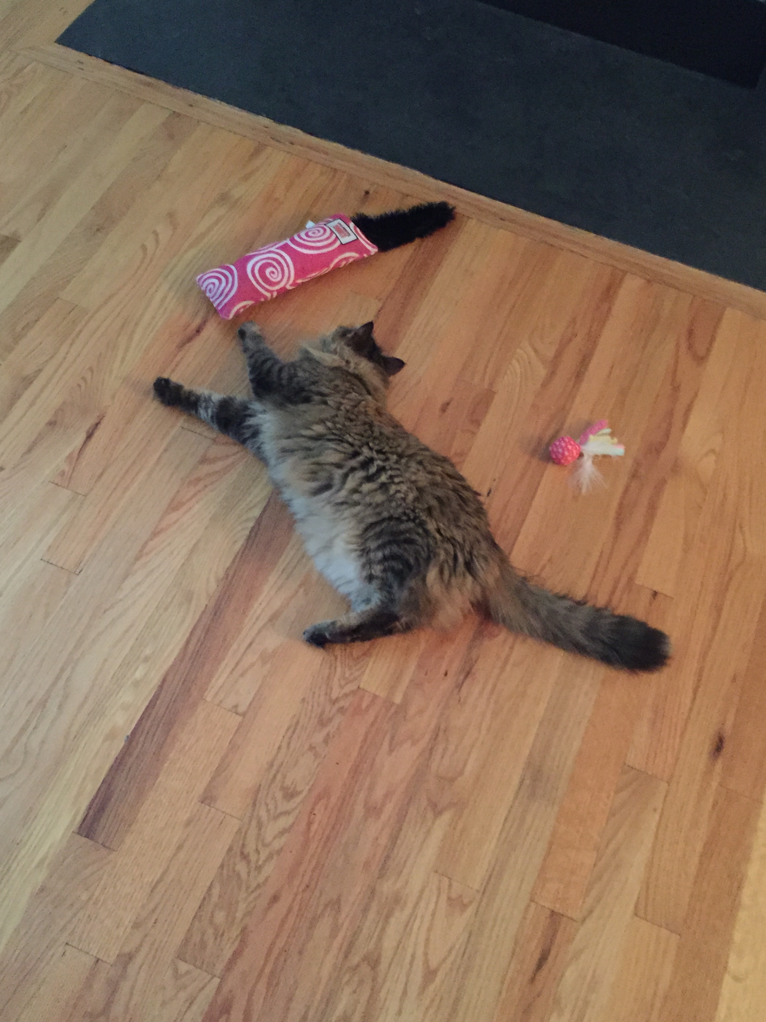 Little Friends Pet Sitting, LLC