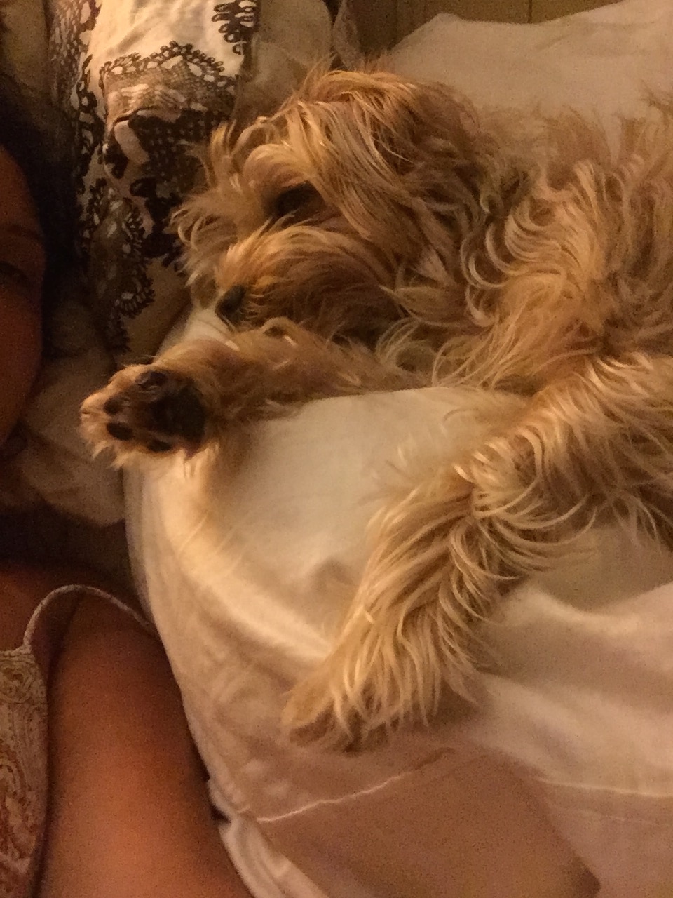 Little Friends Pet Sitting, LLC