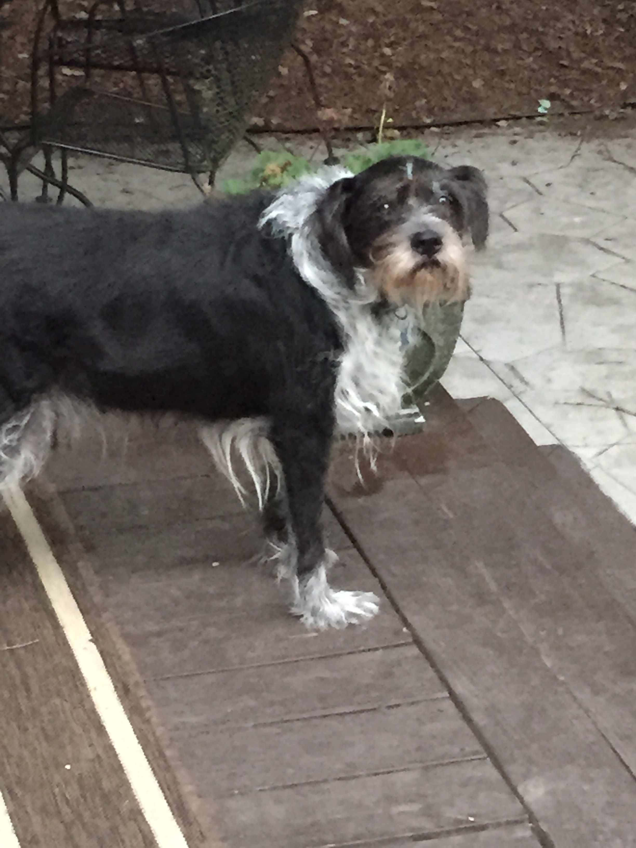 Little Friends Pet Sitting, LLC