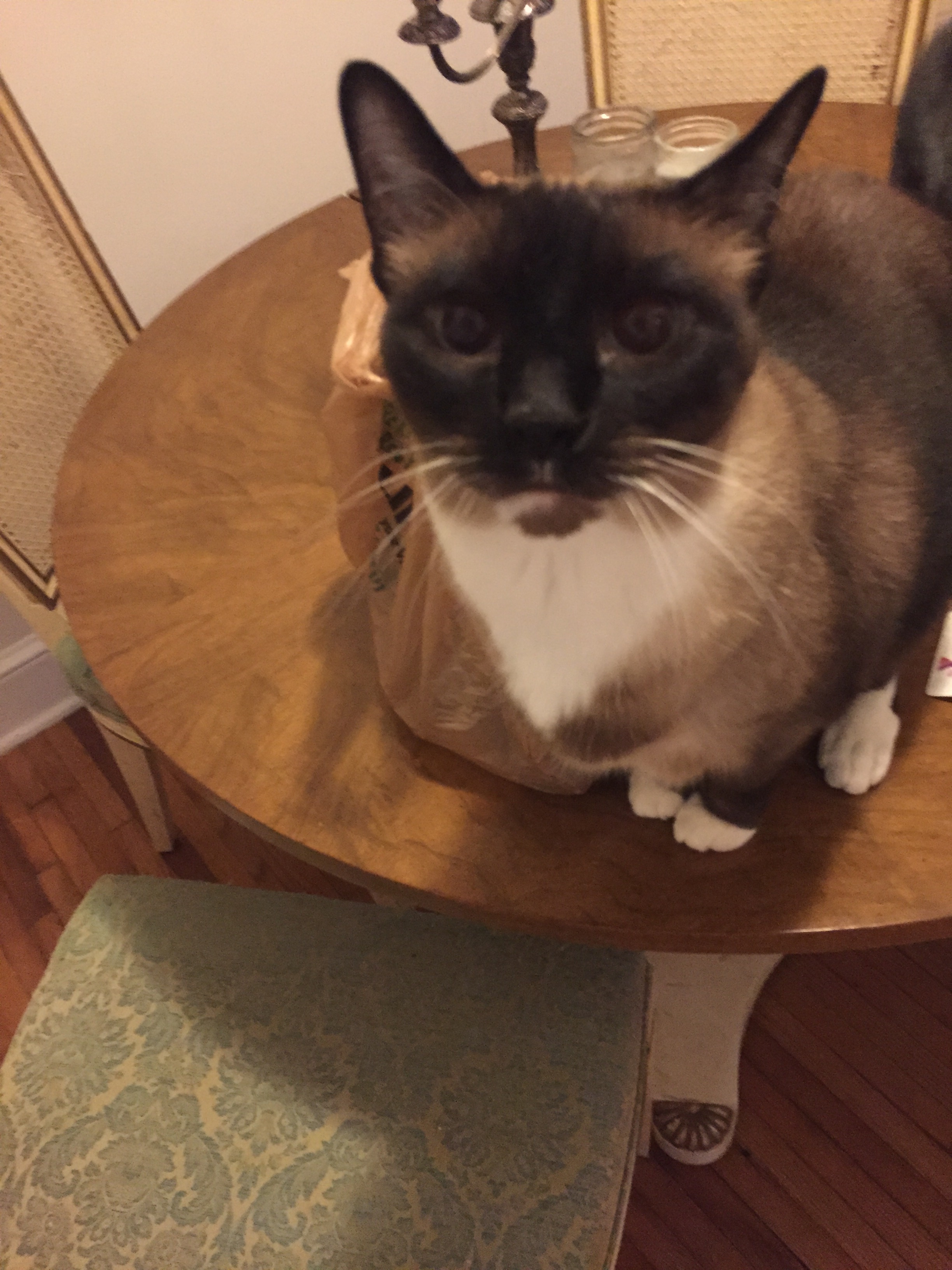 Little Friends Pet Sitting, LLC