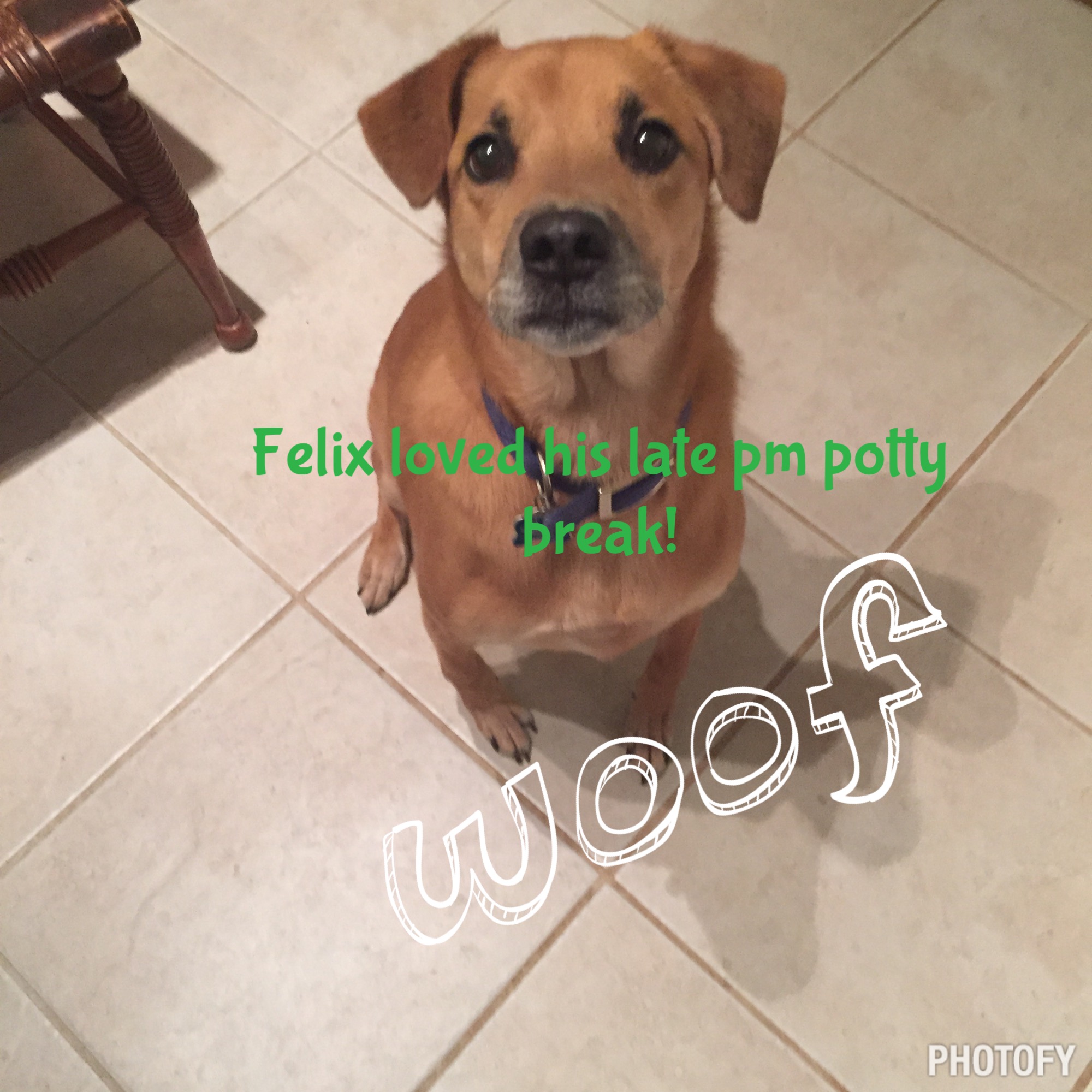 Little Friends Pet Sitting, LLC