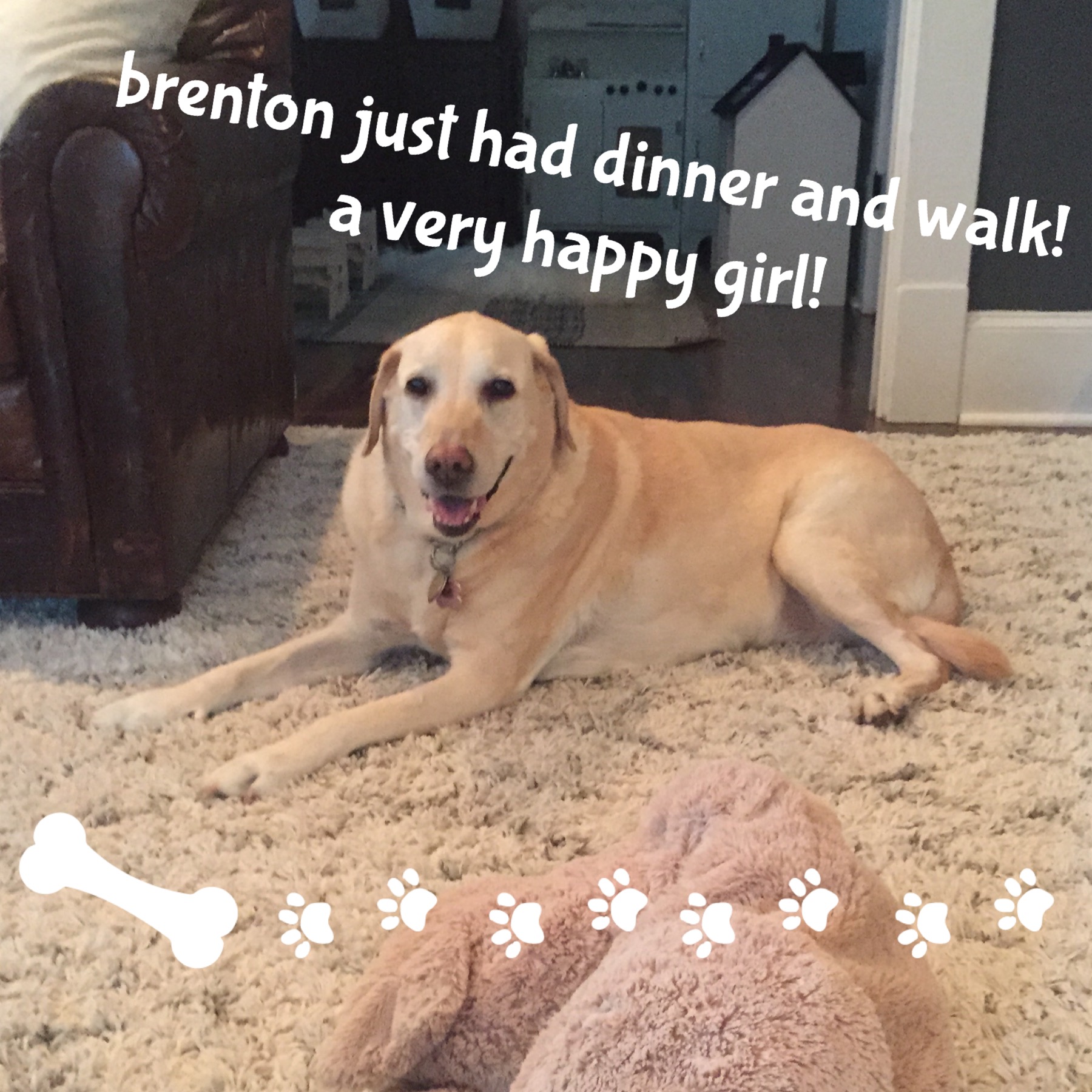 Little Friends Pet Sitting, LLC