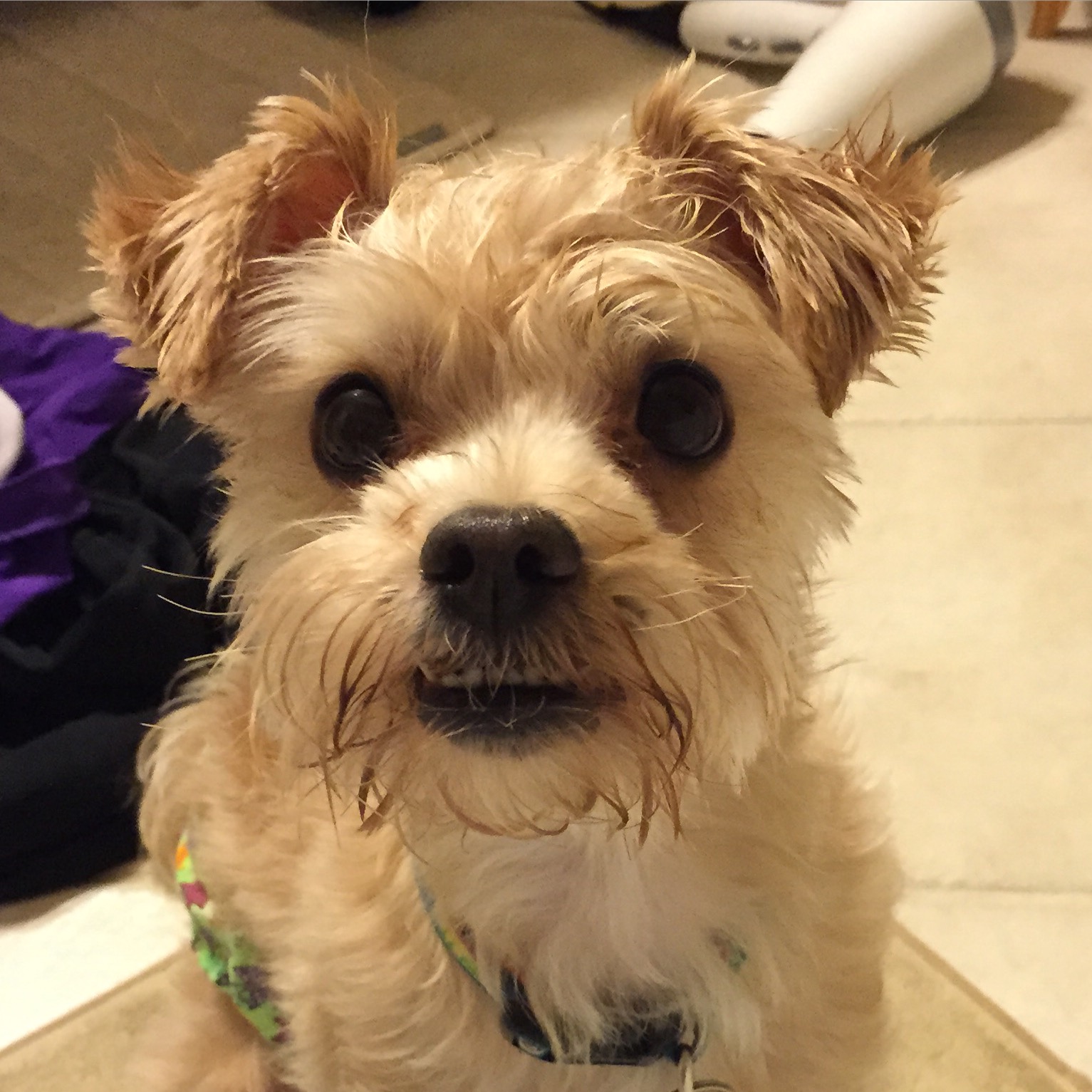 Little Friends Pet Sitting, LLC