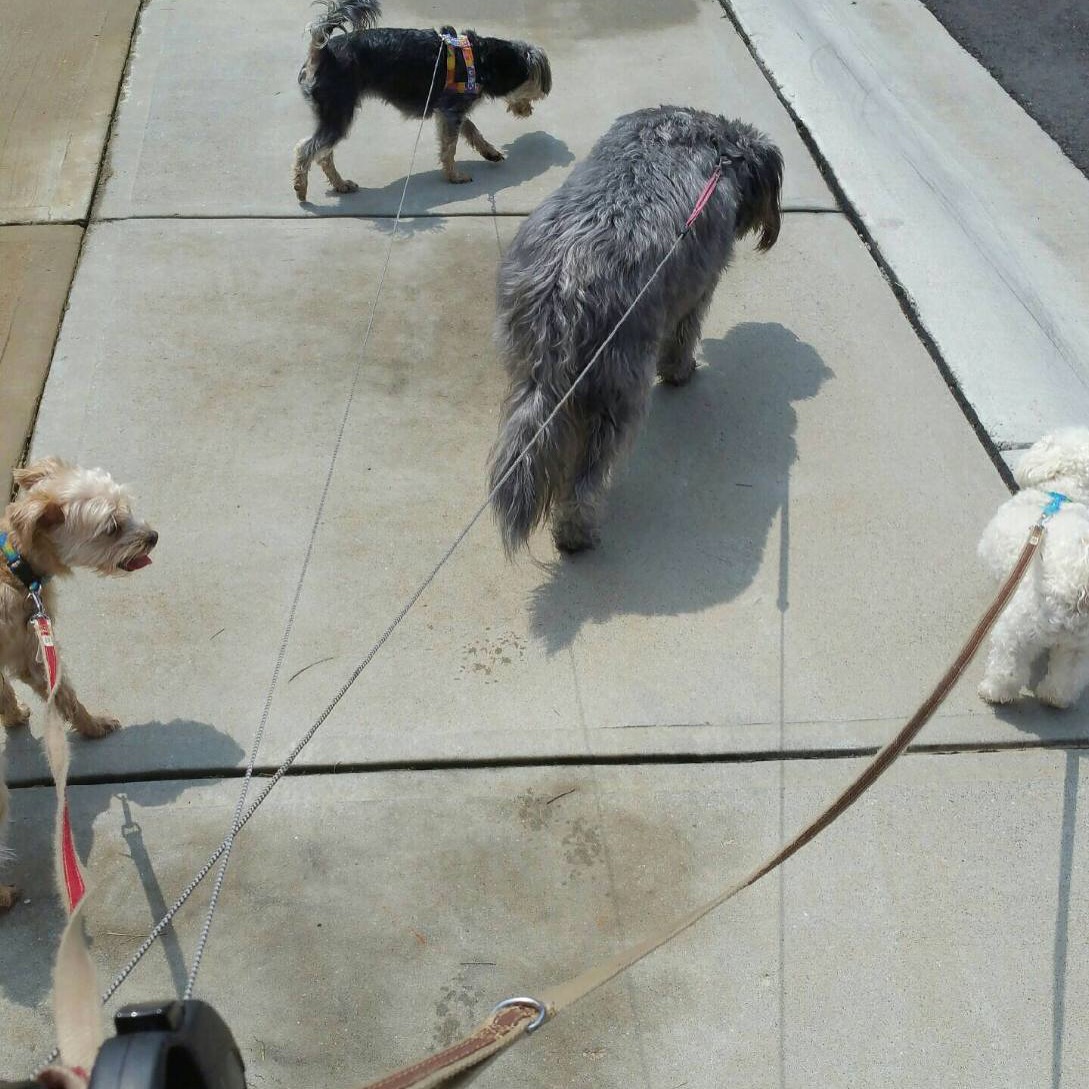 Little Friends Pet Sitting, LLC