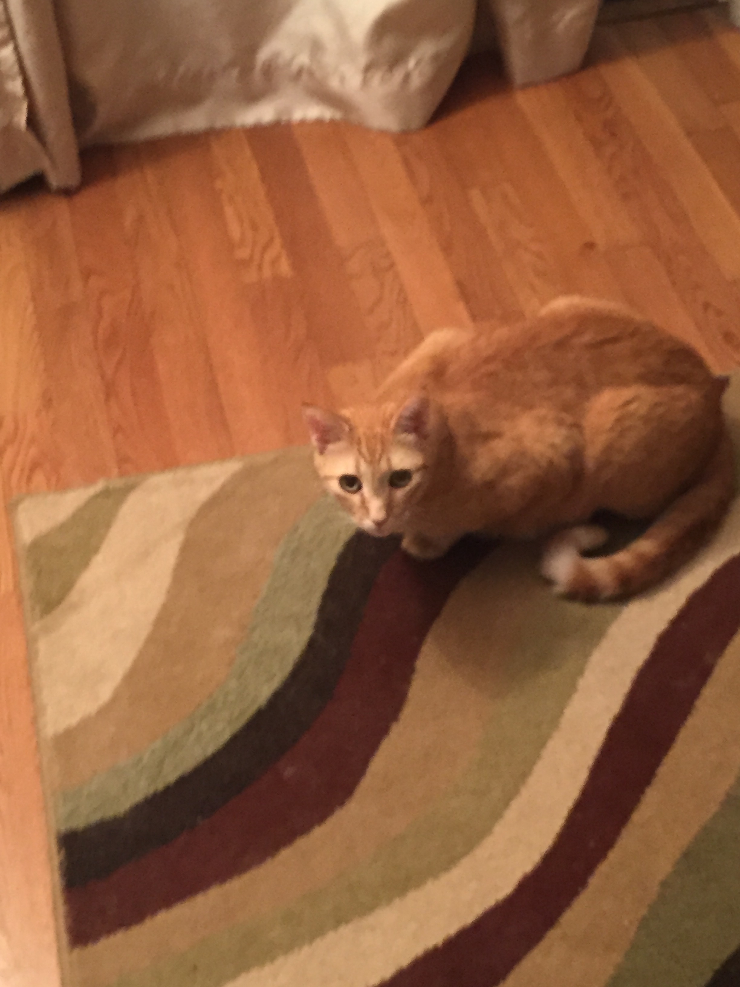 Little Friends Pet Sitting, LLC