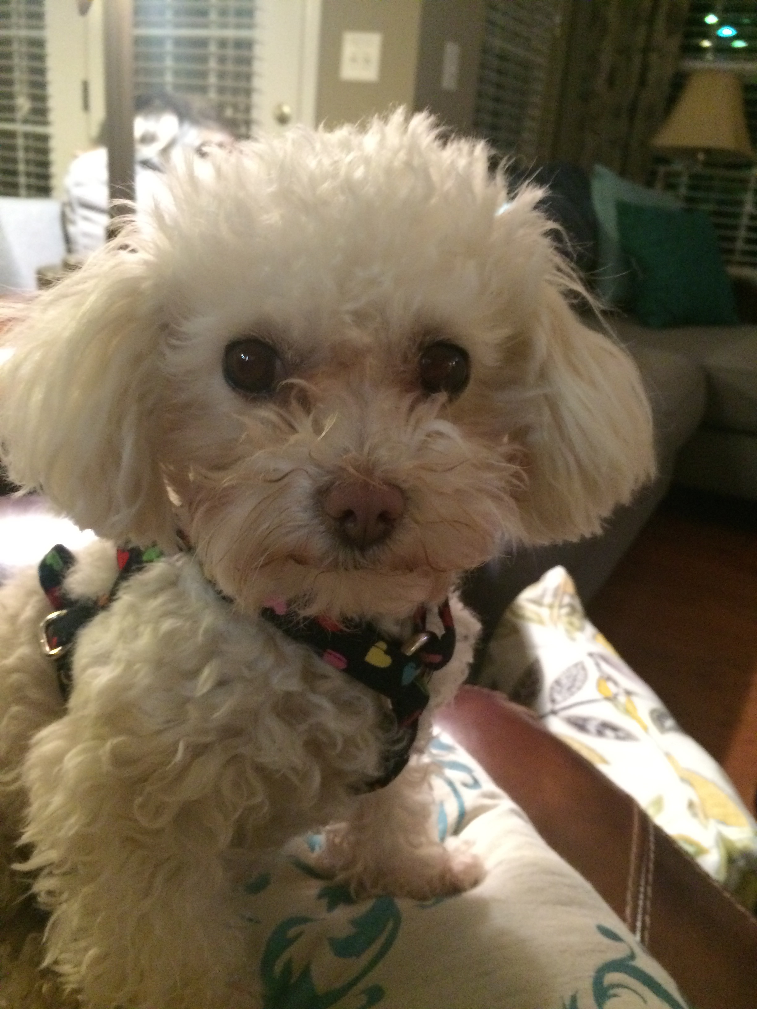 Little Friends Pet Sitting, LLC