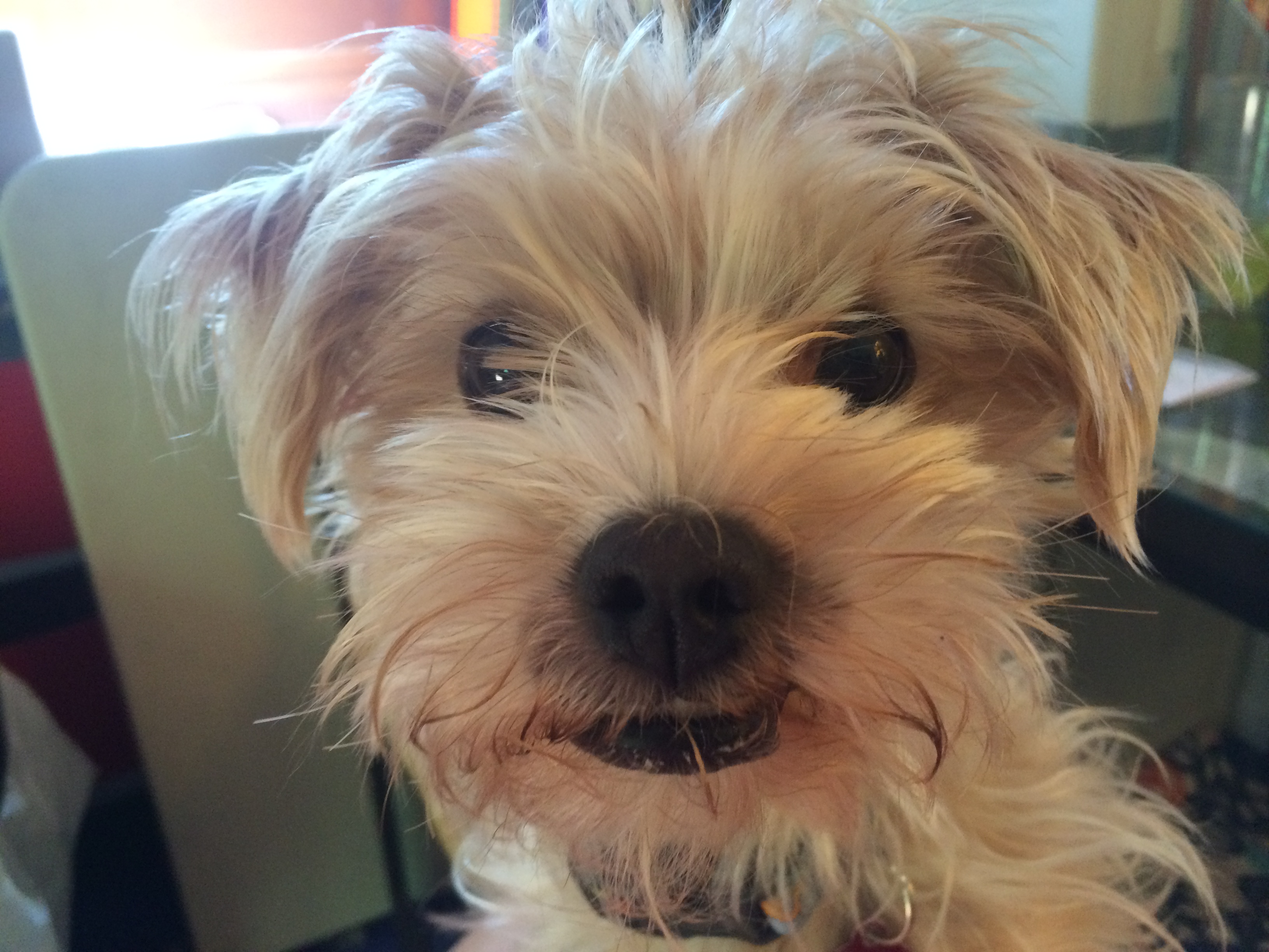 Little Friends Pet Sitting, LLC