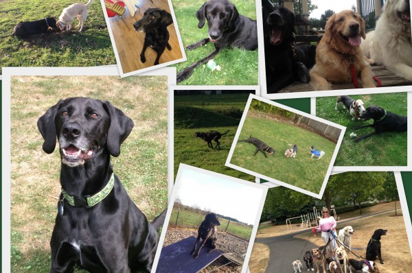 Auntie Donna�s Pet Nanny Services, LLC