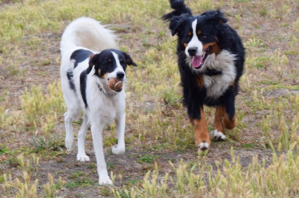 Canine care inc denver