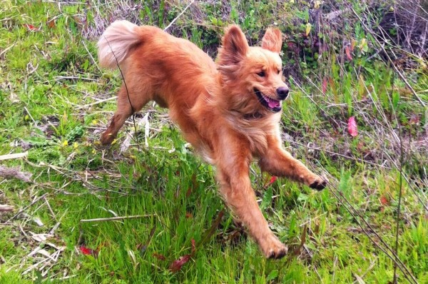 Canine care inc denver