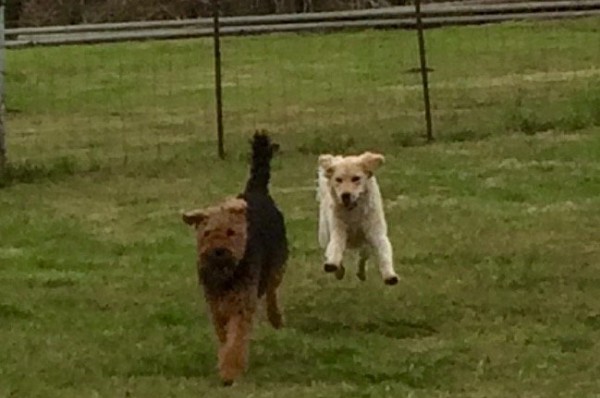 Canine care inc denver