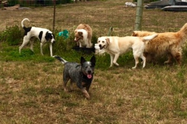 Canine care inc denver