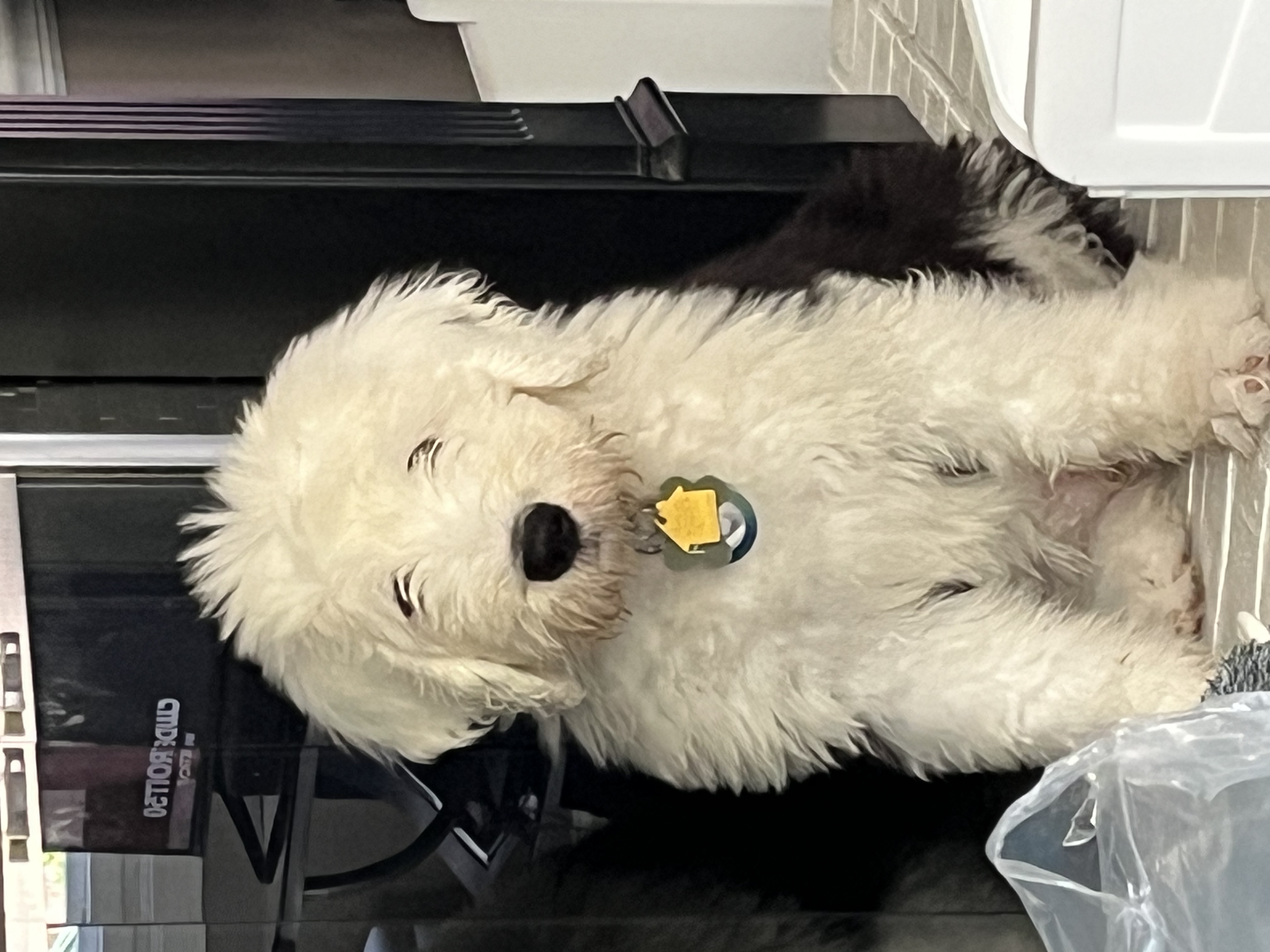 Best Friends Animal Care