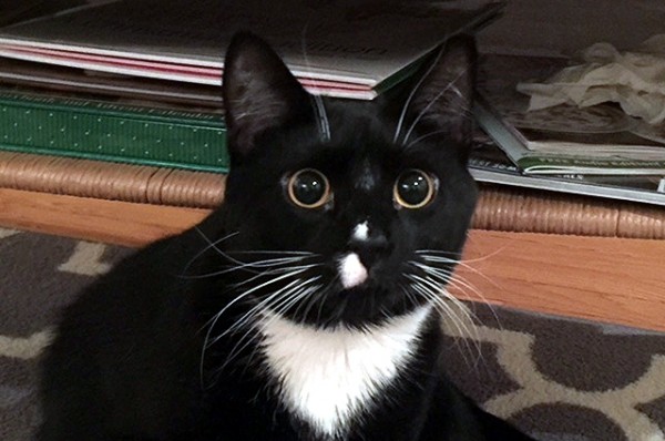 Cat Sitter Pet Sitter In Arlington Va Petsitter Com