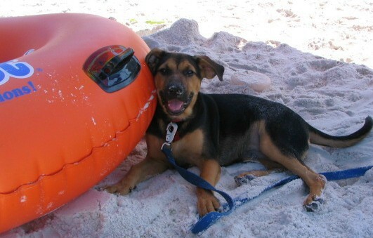 A Friend at the Shore Pet Sitting Service
