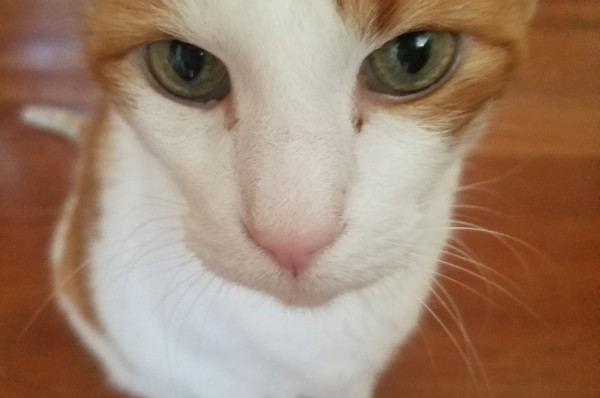 Lynns Loving Pet Care