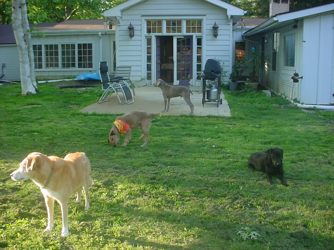 Good Dog Animal Care