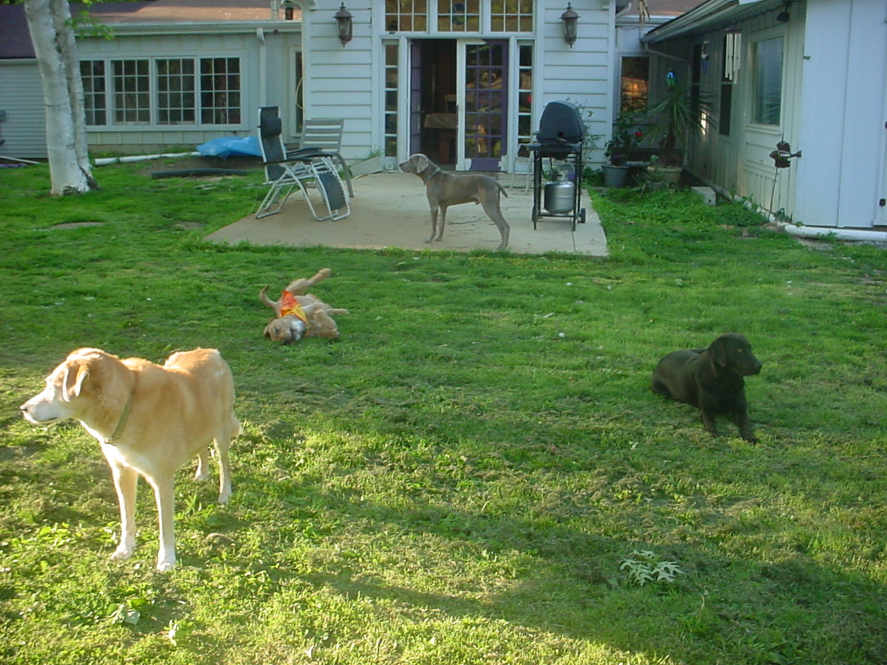 Good Dog Animal Care