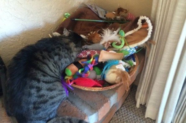 Reigning Cats And Dogs Pet Sitting Service