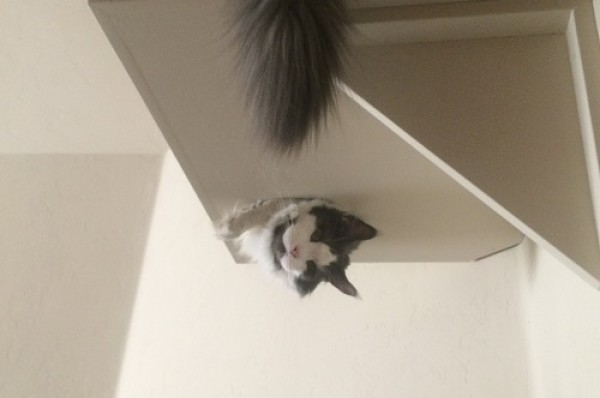 Reigning Cats And Dogs Pet Sitting Service