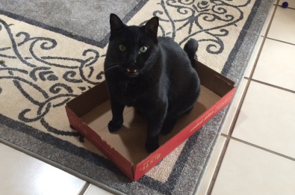 Reigning Cats And Dogs Pet Sitting Service