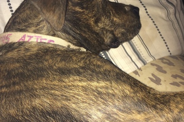 Reigning Cats And Dogs Pet Sitting Service