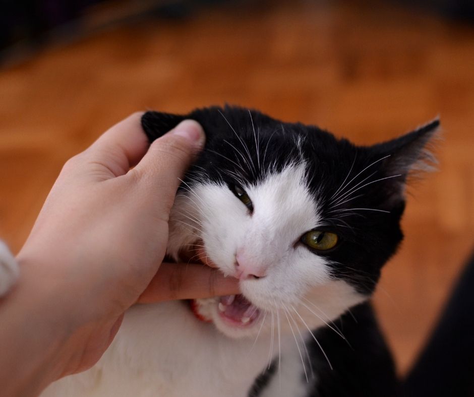 Cat scratch need anti rabies on sale