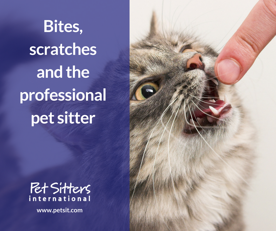 Bites Scratches And The Professional Pet Sitter