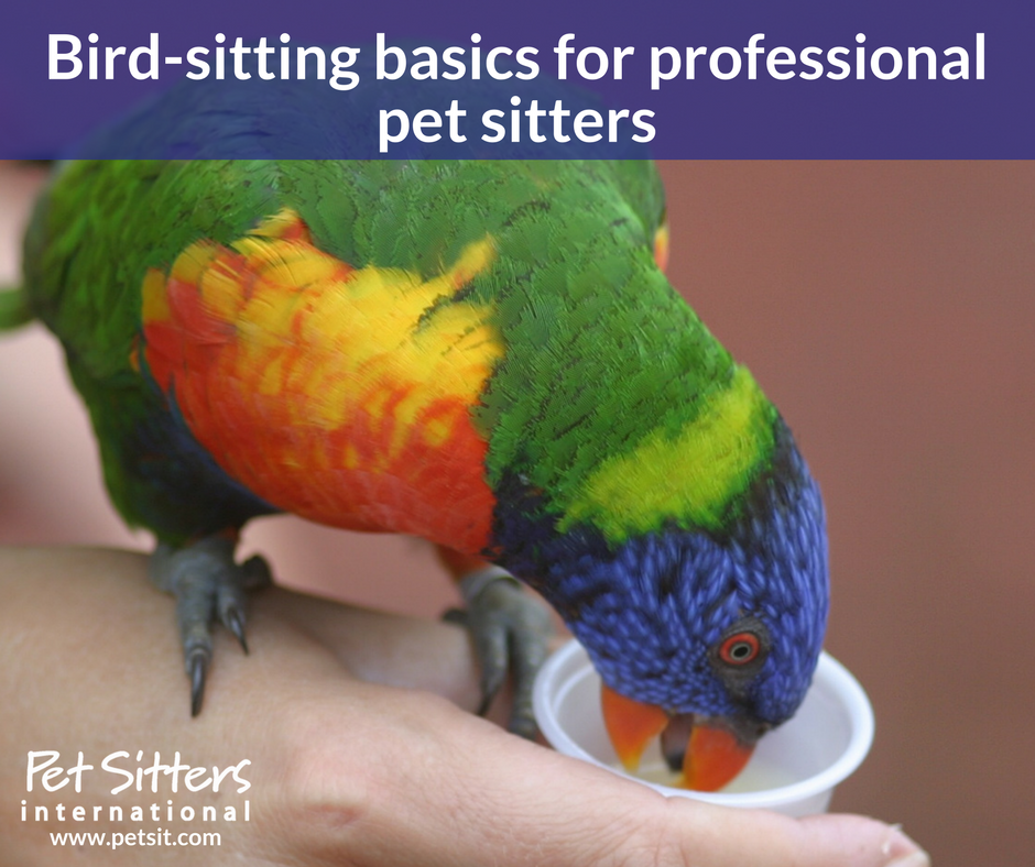 Birdsitting basics for professional pet sitters