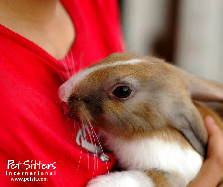 Rabbit care for pet sitters Tips for rabbit sitting