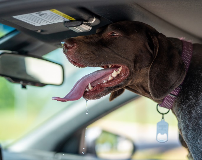 dog in hot vehicle danger