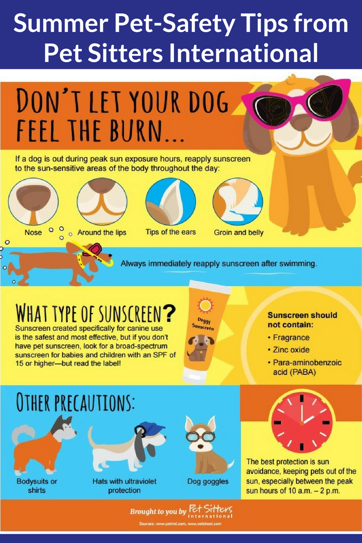Hot Vehicles And Pets 3 Ways Pet Sitters Can Address The