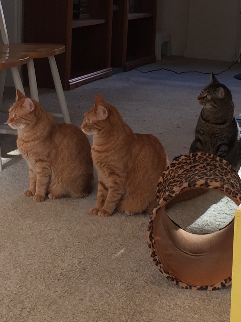 Meow Care Services