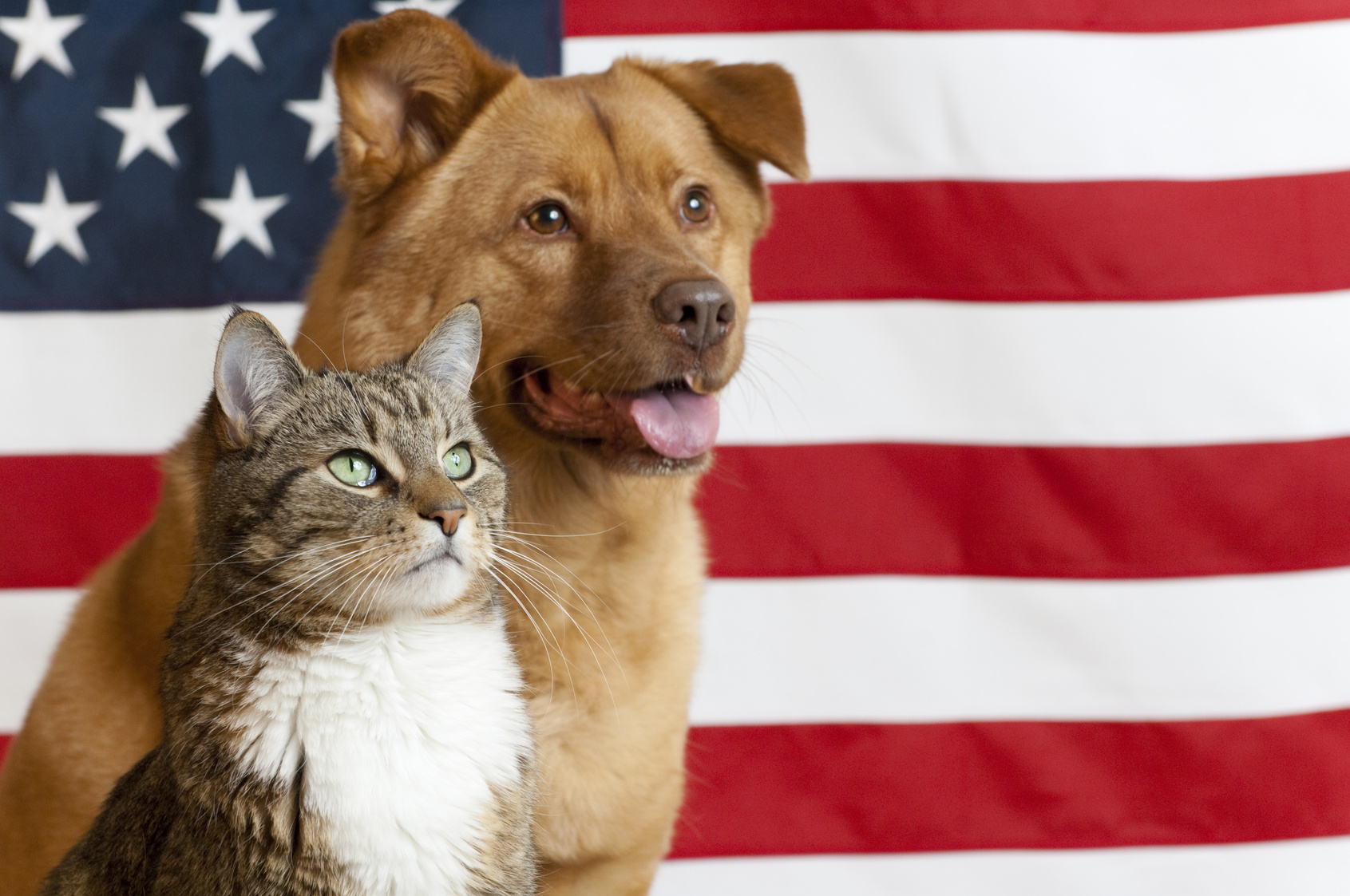 Fourth of July Pet Safety