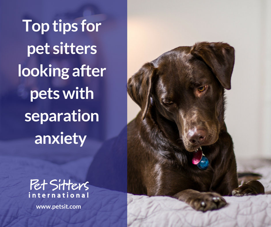 Top tips for pet sitters looking after pets with separation anxiety 