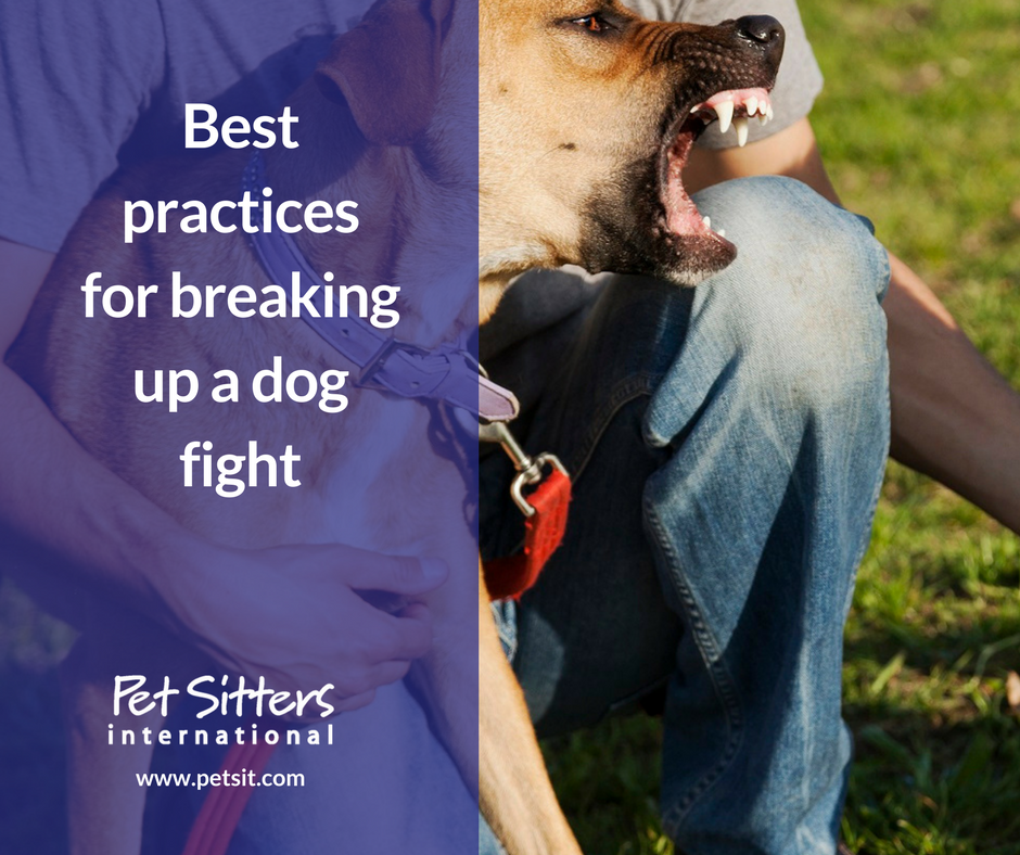 Best practices for breaking up a dog fight