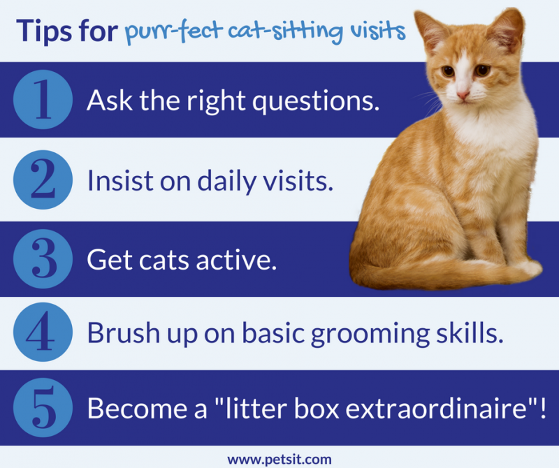 5 Tips For Purr Fect Cat Sitting Visits