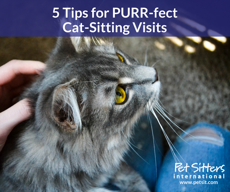5 Tips for Purr-fect Cat-Sitting Visits
