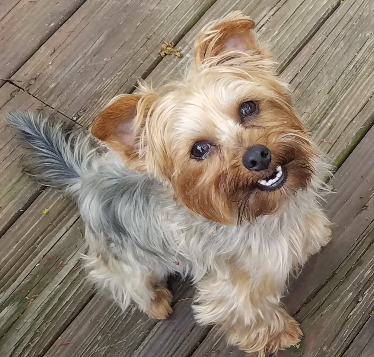 Tiny-Paws Dog Walking & Pet Sitting