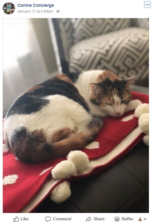 12 Social Media Post Ideas For Pet Sitters