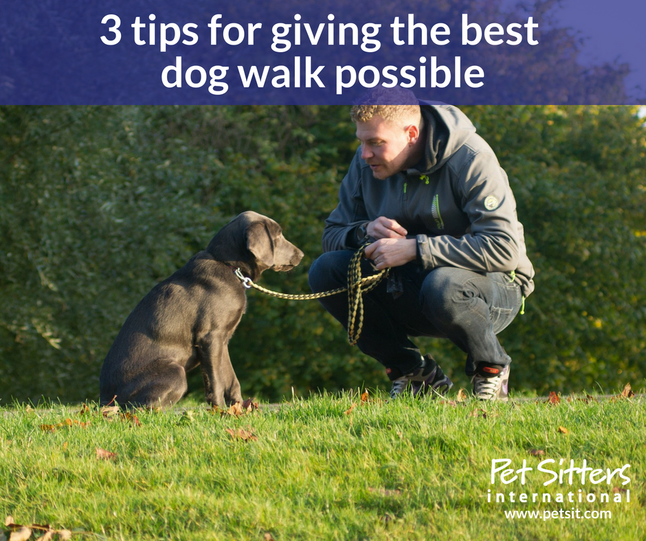 How to Walk a Dog With a High Prey Drive (12 Tips for More Pleasant  Strolls) - PetHelpful