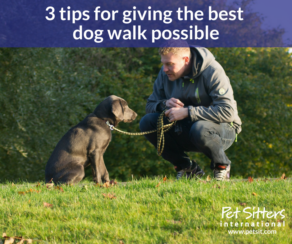 3 tips for giving the best dog walk possible