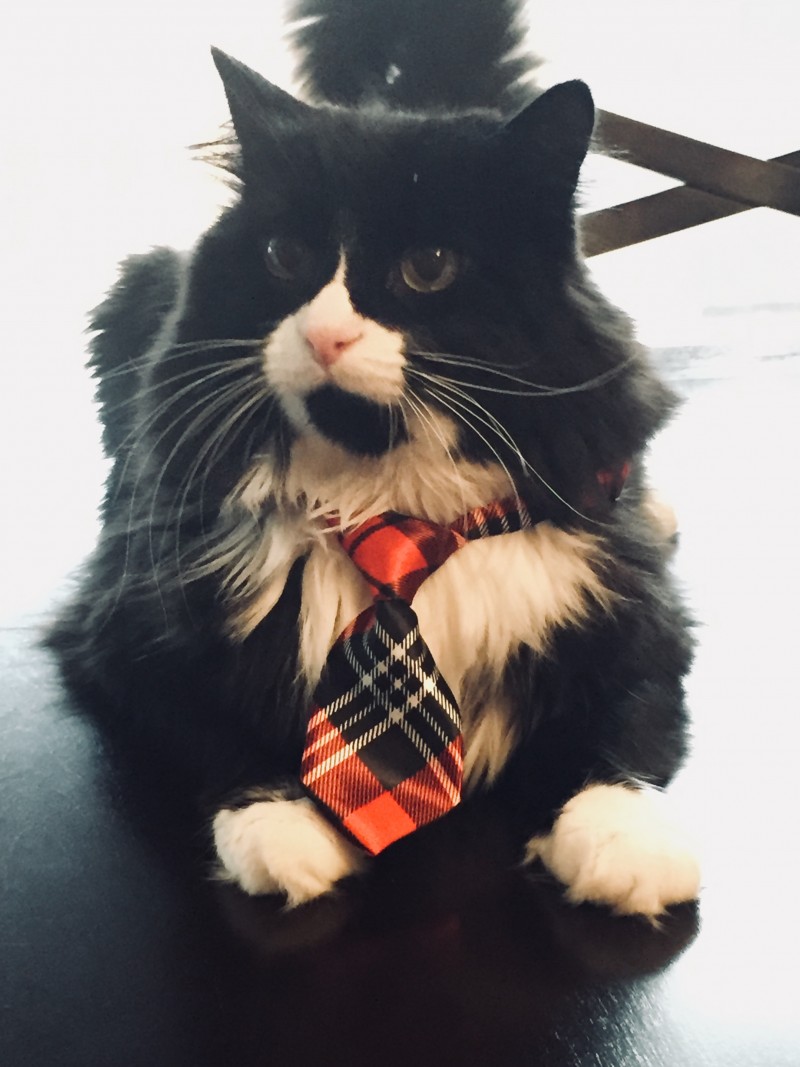 I'm wearing a tux/tie combo