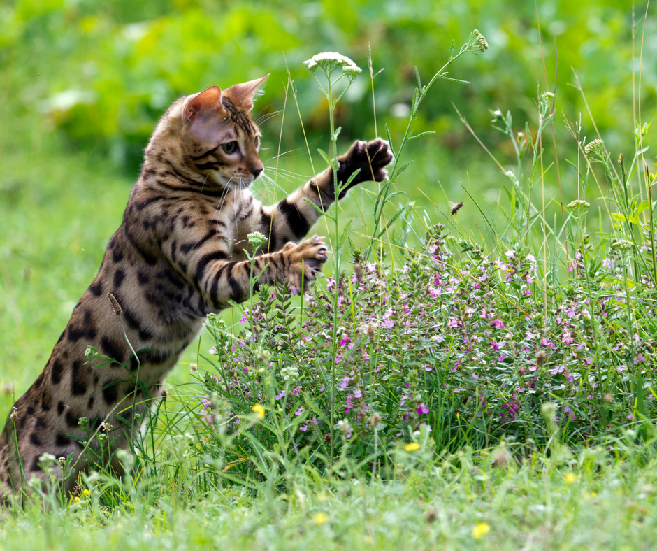 Springtime Cats Long Tissue Topper