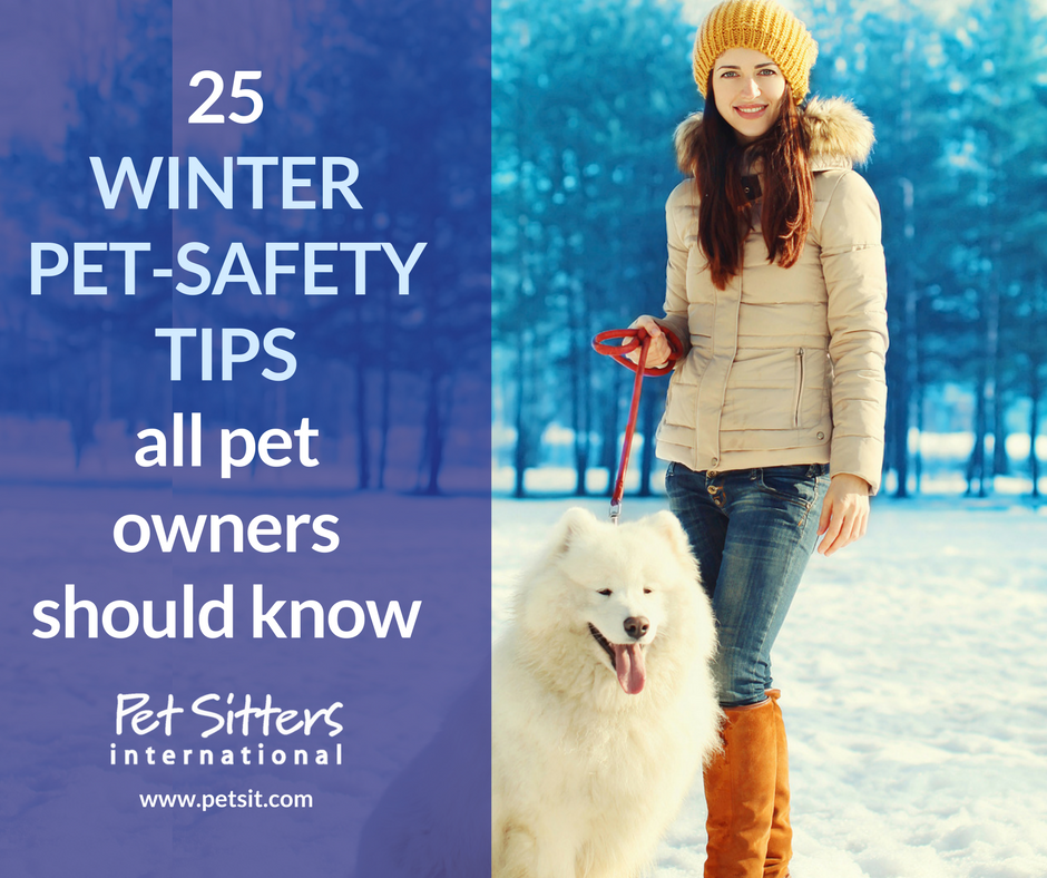 25 winter pet-safety tips all pet owners should know