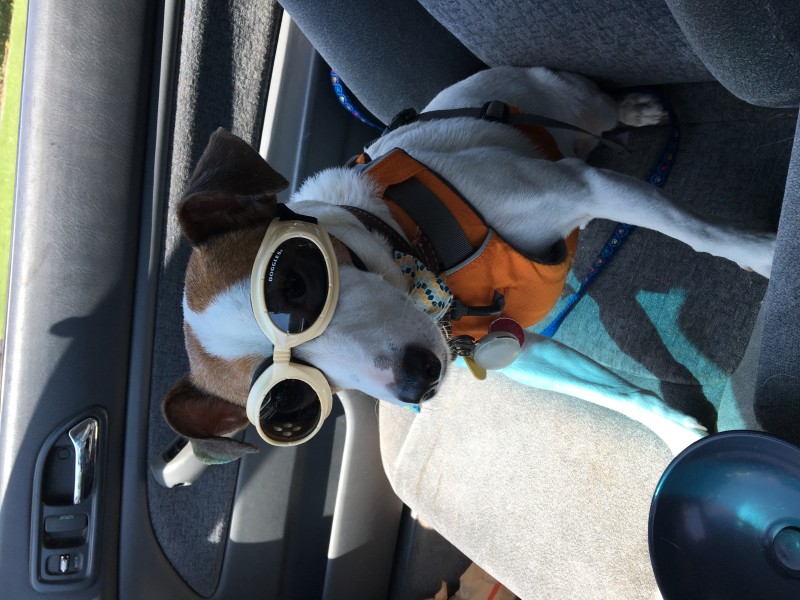 My Trusty Sidekick