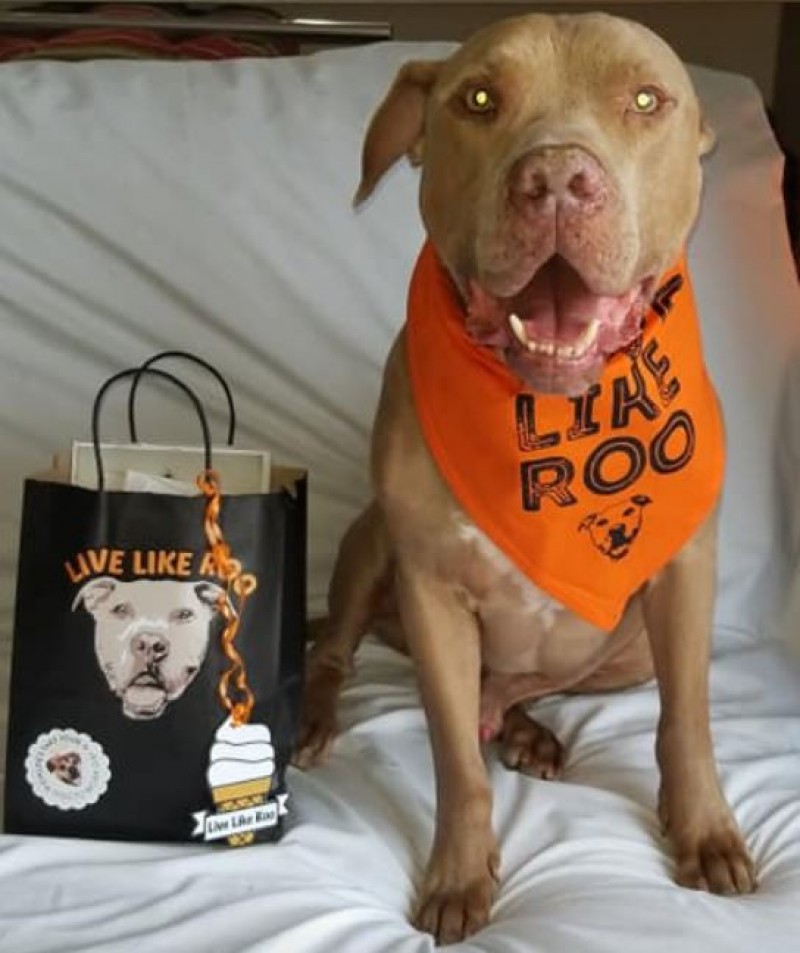 Live Like Roo Live Like Roo