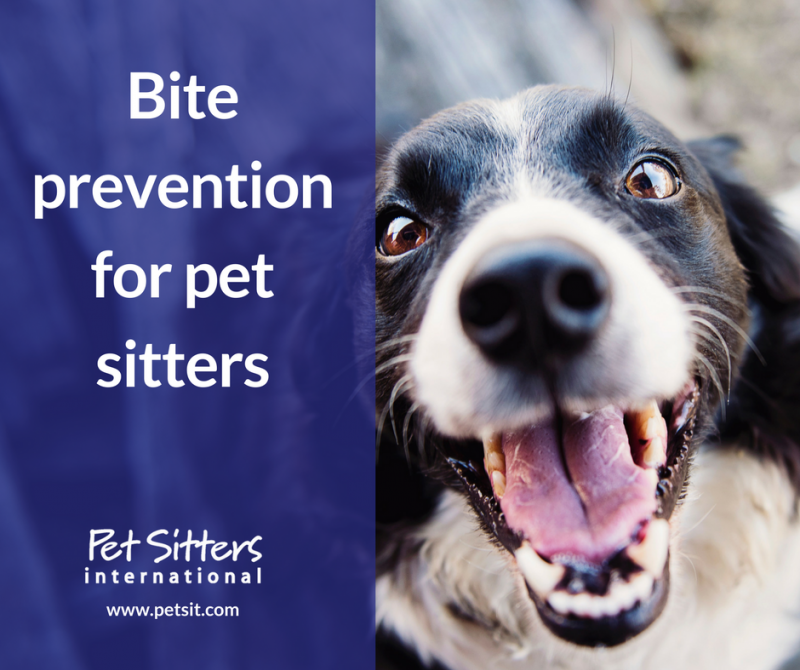 Pet sitting a dog that bites top