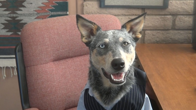 Canine Executive Officer Kronos (adopted from Arizona Cattle Dog Rescue)