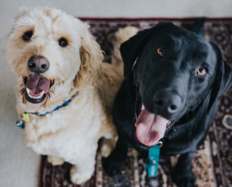 holiday pet care service near me